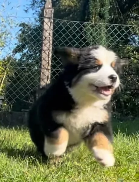 Cuccioli di Bovaro del Bernese | Foto 2