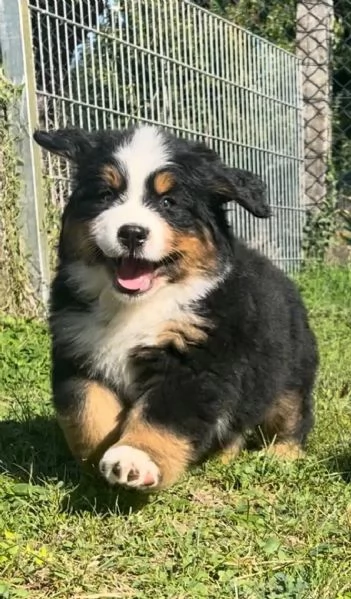 Cuccioli di Bovaro del Bernese | Foto 0