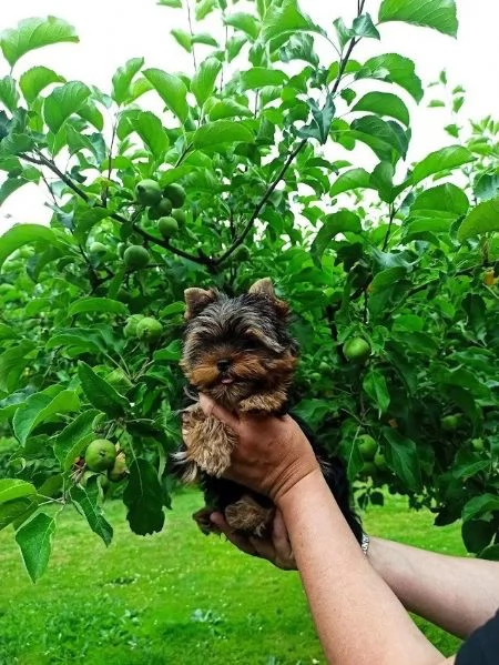 Cuccioli di Yorkshire Terrier neri focati | Foto 2