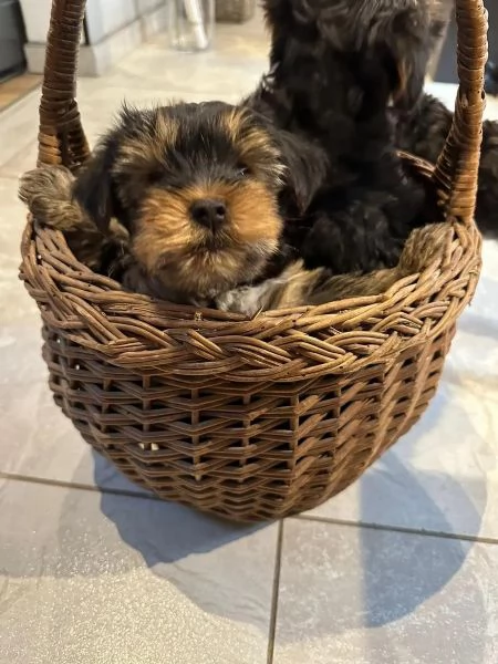 Cuccioli di Yorkshire Terrier neri focati