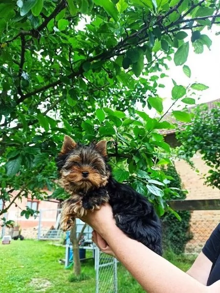 Cuccioli di Yorkshire Terrier neri focati | Foto 1
