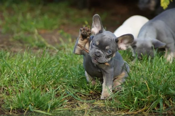 Sono disponibili fantastici cuccioli di Bouledogue francese | Foto 2