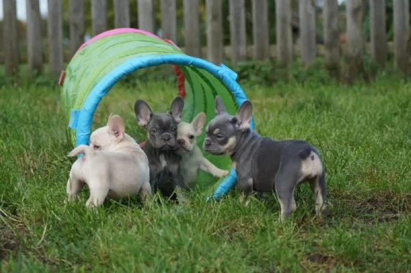 cuccioli bouledogue francese pedigree | Foto 1