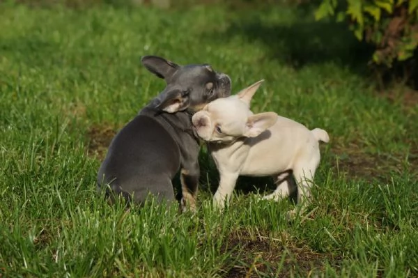 cuccioli bouledogue francese pedigree