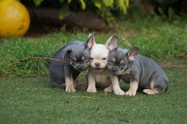 Cuccioli di Bouledogue Francese
