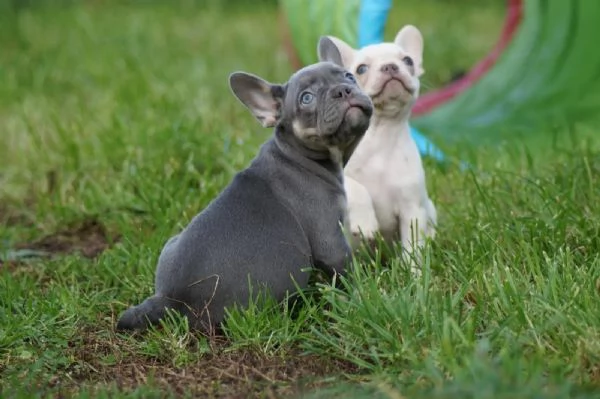 Cuccioli di Bouledogue Francese | Foto 1