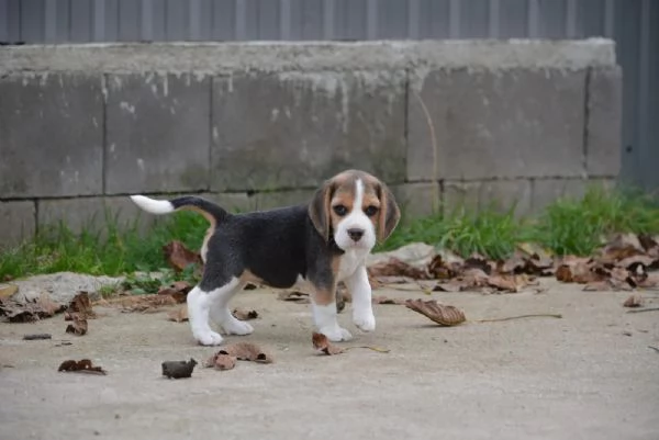 Tenerissimi cuccioli di beagle | Foto 1