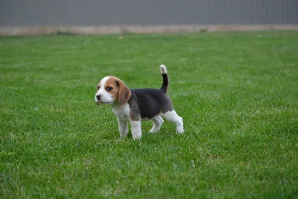 Tenerissimi cuccioli di beagle | Foto 0