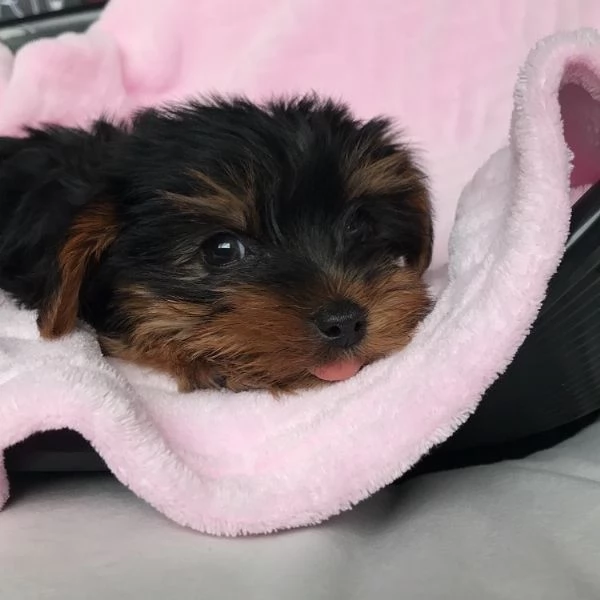 cuccioli di yorkshire terrier 