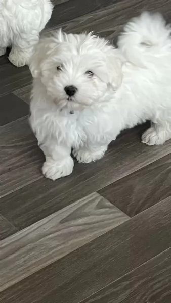 Disponibili 2 cuccioli di maltese toy | Foto 4