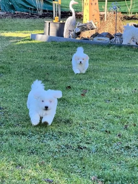 Disponibili 2 cuccioli di maltese toy | Foto 0