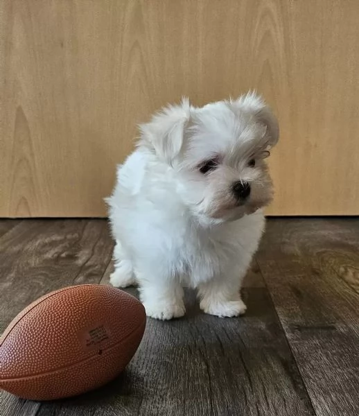 Disponibili cuccioli di maltese coreano di 3 mesi | Foto 2