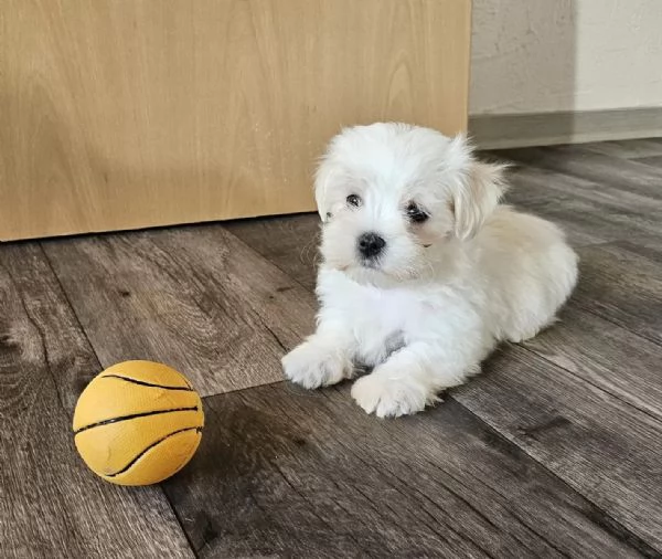 Disponibili cuccioli di maltese coreano di 3 mesi | Foto 0