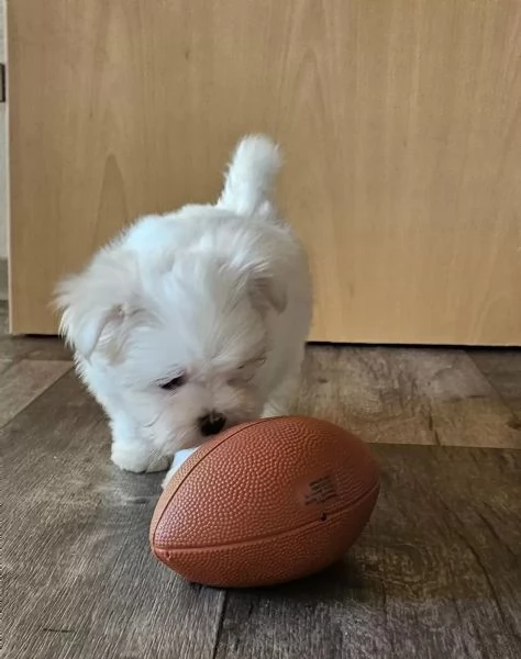 Disponibili cuccioli di maltese coreano di 3 mesi