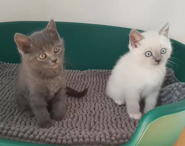 Gattini Ragdoll maschi e femmine da adottare