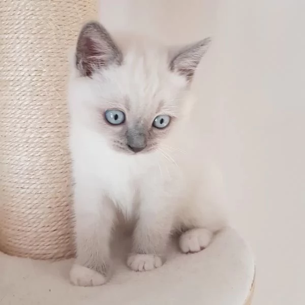 Gattini Ragdoll maschi e femmine da adottare | Foto 1