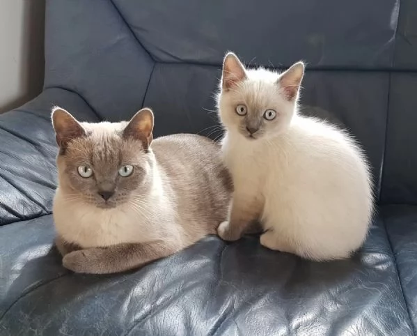 Gattini Ragdoll maschi e femmine da adottare | Foto 0