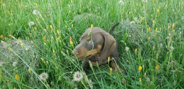 adorabili cuccioli di Bassotto ideali per bambini e famiglie | Foto 1