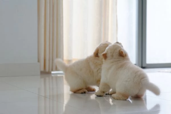 Stupendi cuccioli di Chow Chow