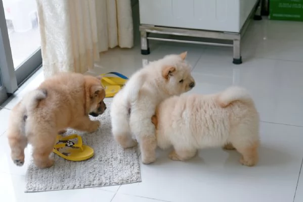 Disponibili cuccioli di Chow Chow | Foto 1