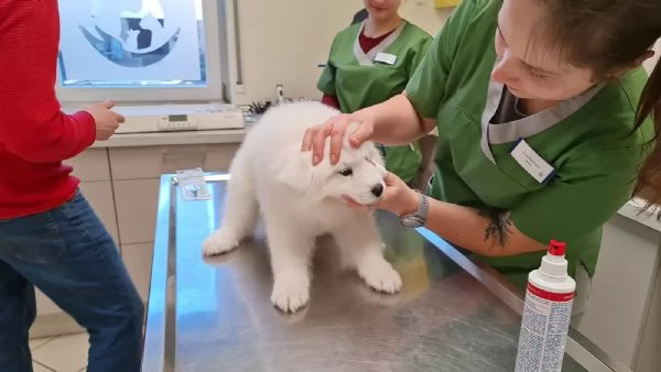 Disponibili cuccioli Samoiedo | Foto 2