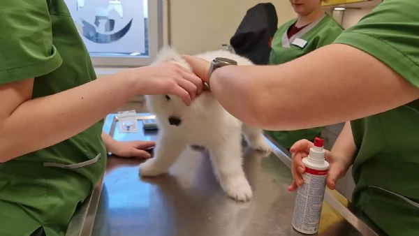 Meravigliosa Cucciolata di Samoiedo | Foto 2