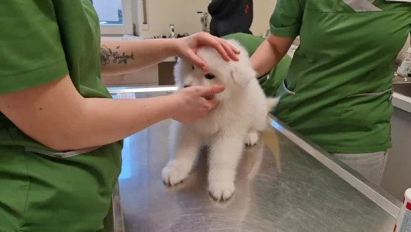 Meravigliosa Cucciolata di Samoiedo | Foto 0