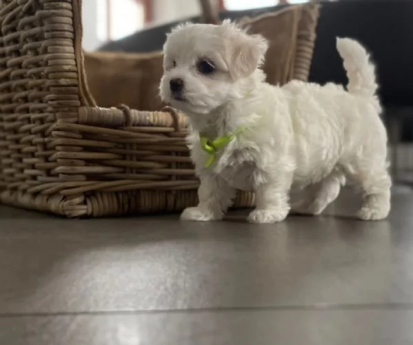 Bellissimi cuccioli di maltese | Foto 0