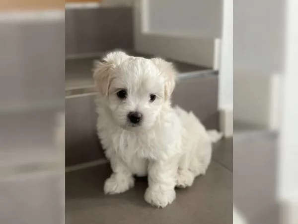 Bellissimi cuccioli di maltese