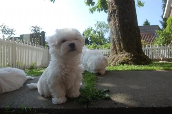 Dolcissimi cuccioli maltesi di razza pura | Foto 0