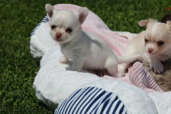 Cuccioli di chihuahua con pedigree FCI-VDH | Foto 3