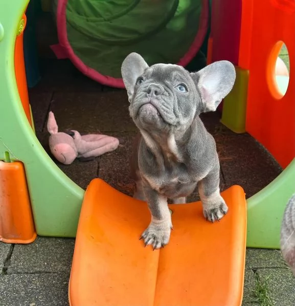 MERAVIGLIOSI CUCCIOLI DI BOULEDOGUE(MASCHI E FEMMINE) | Foto 2