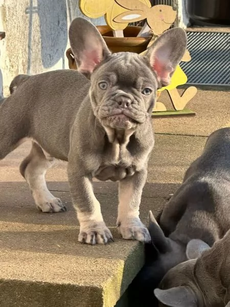 MERAVIGLIOSI CUCCIOLI DI BOULEDOGUE(MASCHI E FEMMINE)