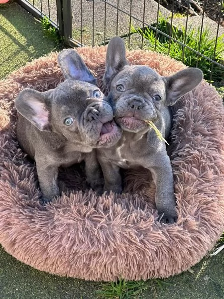 MERAVIGLIOSI CUCCIOLI DI BOULEDOGUE(MASCHI E FEMMINE) | Foto 1