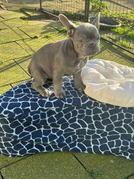 MERAVIGLIOSI CUCCIOLI DI BOULEDOGUE(MASCHI E FEMMINE) | Foto 0