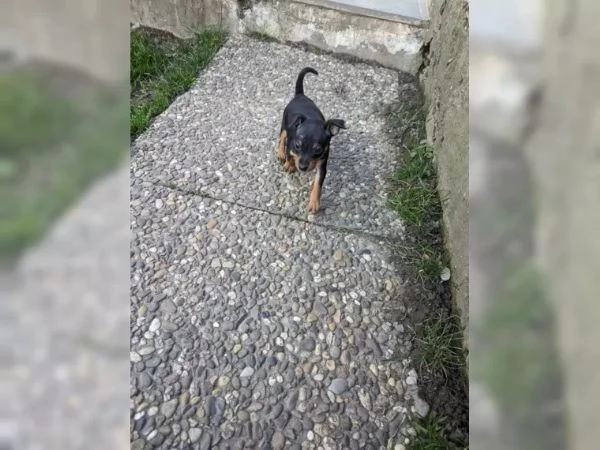 Cuccioli di Pinscher nano | Foto 4