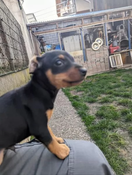Cuccioli di Pinscher nano | Foto 3