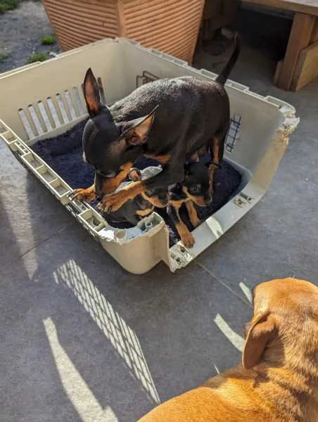 Cuccioli di Pinscher nano | Foto 2