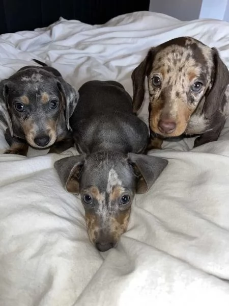 Cuccioli di bassotto nano cucciolata Merle / 1x maschio 2 femmine in cerca di casa | Foto 2