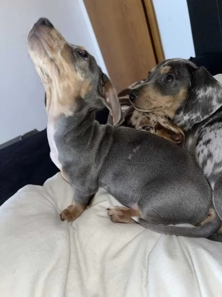 Cuccioli di bassotto nano cucciolata Merle / 1x maschio 2 femmine in cerca di casa