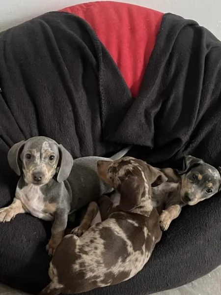 Cuccioli di bassotto nano cucciolata Merle / 1x maschio 2 femmine in cerca di casa | Foto 0