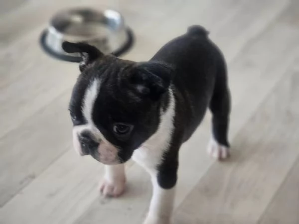 Boston Terrier sia MASCHI/FEMMINE con documenti