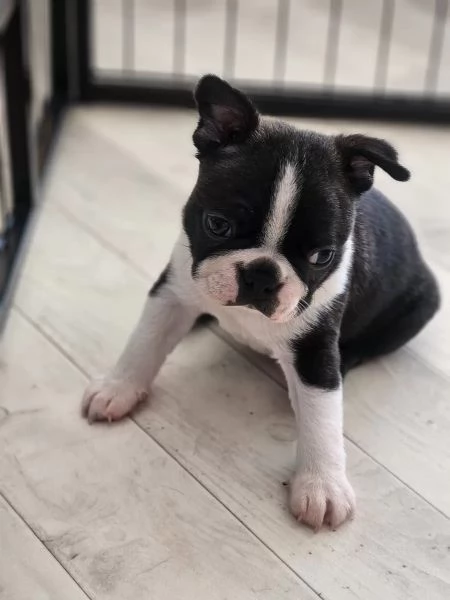 Boston Terrier sia MASCHI/FEMMINE con documenti | Foto 0