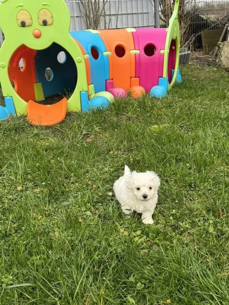 Cuccioli di Maltese taglia piccola