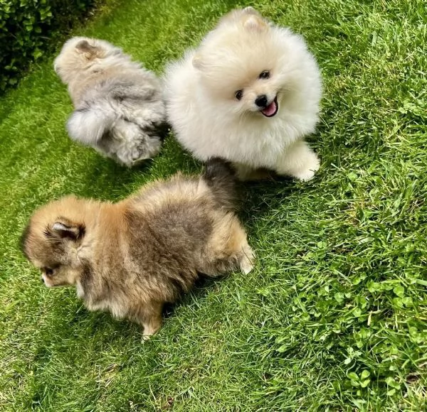 Disponibili cuccioli di Pomerania. maschio e femmina  | Foto 2
