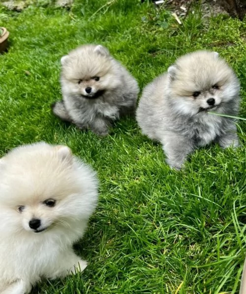 Cuccioli di Pomerania di 3 mesi, maschio e femmina...