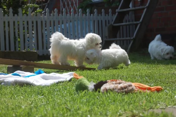 Maltese 2 ragazzi e ragazze assolutamente adorabili | Foto 1