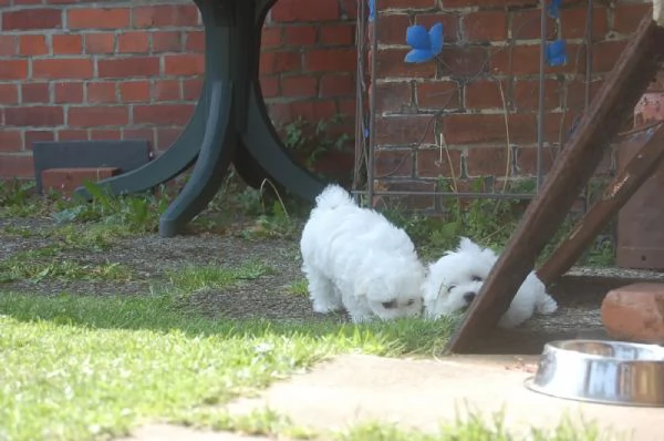 Maltese 2 ragazzi e ragazze assolutamente adorabili