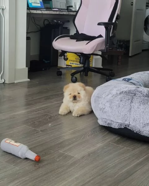 Cuccioli di Chow Chow con documenti FCI | Foto 3
