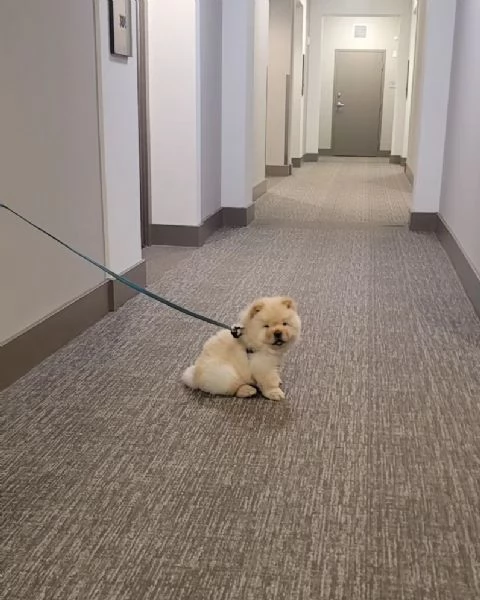 Dolcissimi cuccioli di Chow Chow | Foto 3